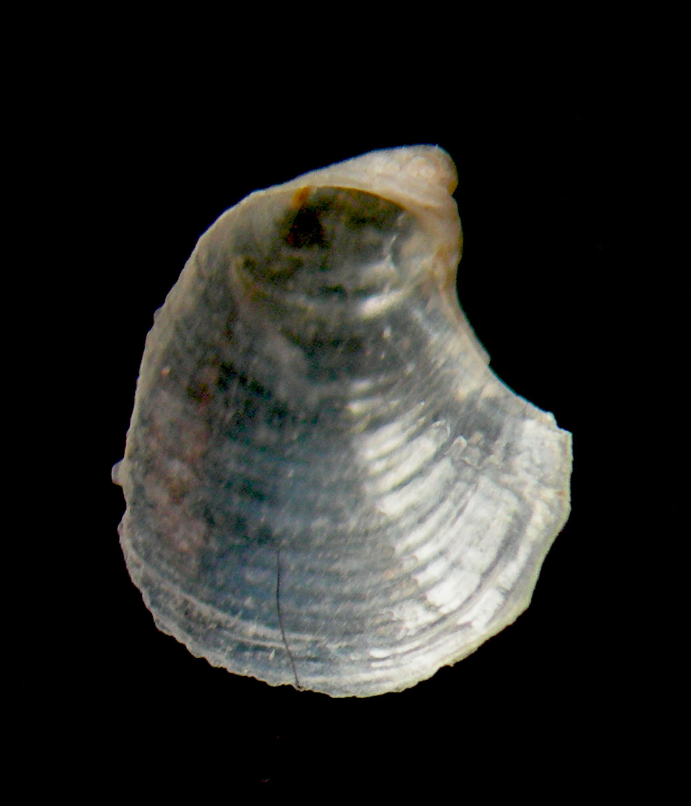 Petalifera